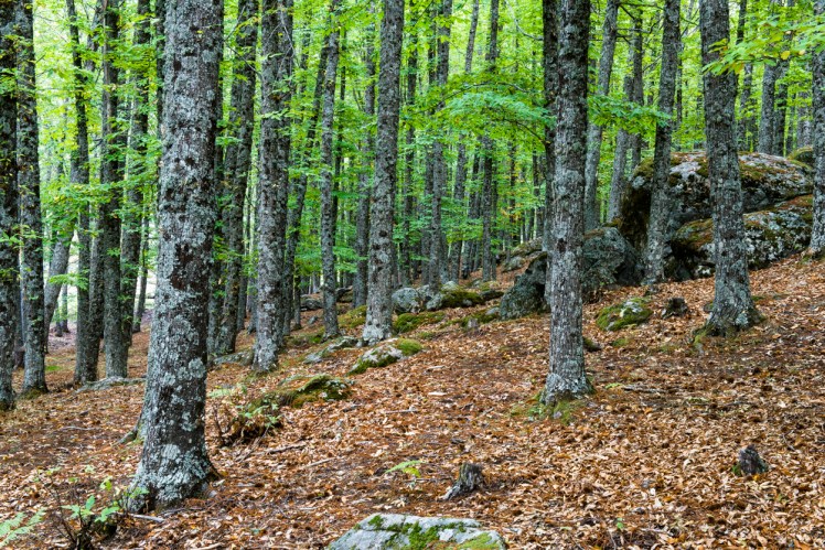 20121012-162410-Castañar-del-Tiemblo